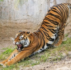Tiger1